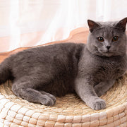 Teng Wok Felt House Cat Bed