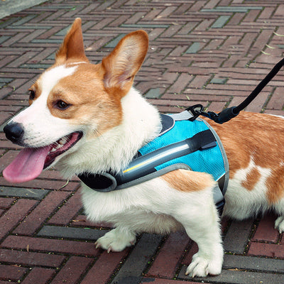 Pet dog leash